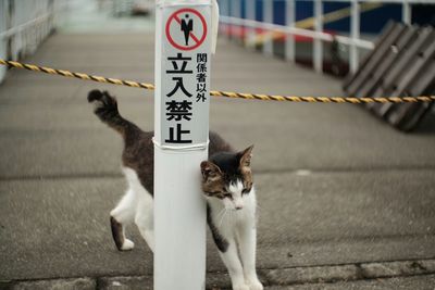 Stray cat by white pole with warning sign text