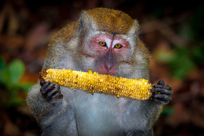 Portrait of monkey eating corn in forest
