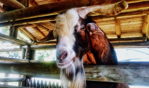 Close-up of horse in pen