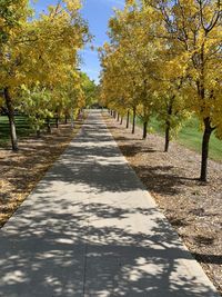 Footpath amidst trees in park during autumn