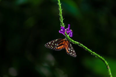 Close-up of butterfly pollinating on purple flower