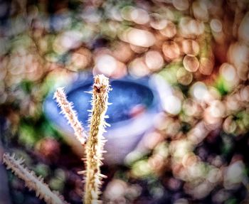 Close-up of lizard on plant