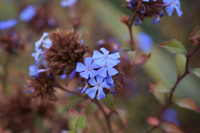 Close-up of flowers blooming outdoors