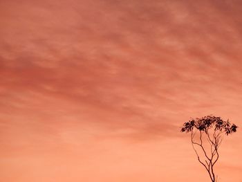 Low angle view of trees against sky at sunset