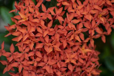 Full frame shot of red flowering plant