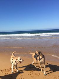 View of dog on beach against sky