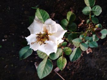 Close-up of white flowering plant
