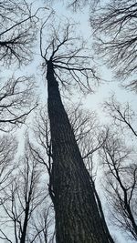 Close-up of silhouette tree against sky
