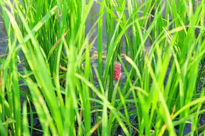 Close-up of insect on grass