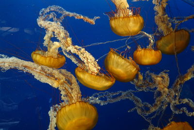 Close-up of jellyfish swimming in sea