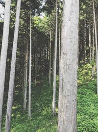 View of trees in forest