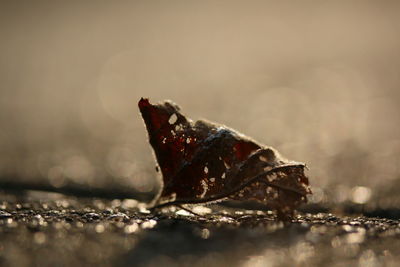 Close-up of dry leaf on rock