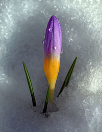Close-up of wet purple crocus flower