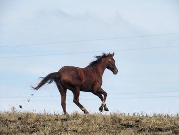 Side view of horse running on grassy field against sky