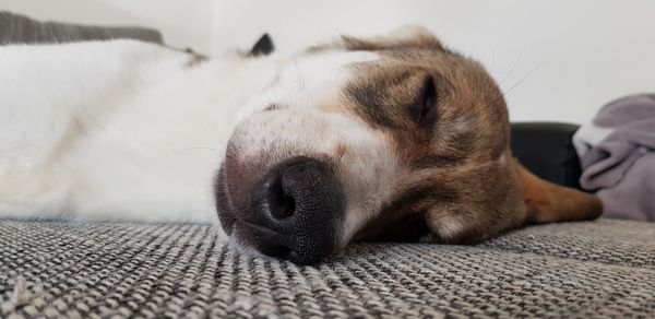 Close-up of dog sleeping on bed