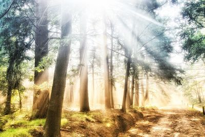 Trees in forest against bright sun
