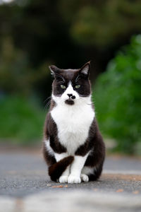 Portrait of cat sitting outdoors