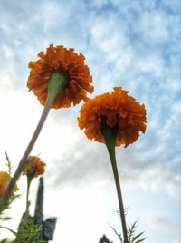 Low angle view of flowering plant against sky