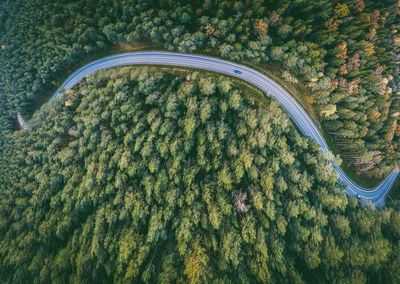 High angle view of trees