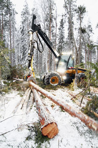 Logging vehicle carrying timber