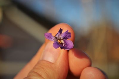 Close-up of hand holding purple flower