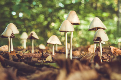 Close-up of mushrooms growing in row