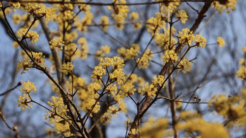 Low angle view of cherry blossoms in spring