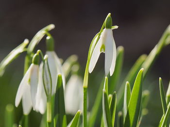 Close-up of white flowering plant