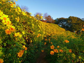 Yellow flowering plants on field against clear sky