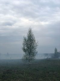 Tree on field against sky