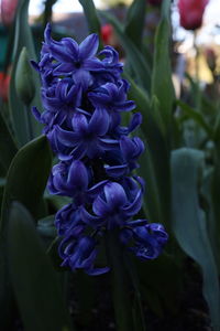 Close-up of purple flowers