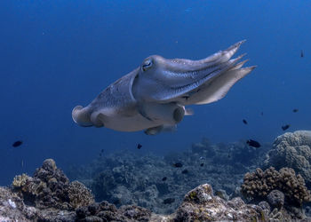 Fish swimming in sea