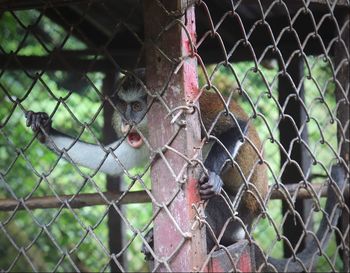 View of monkey on chainlink fence at zoo