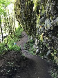 Road amidst trees