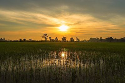 Scenic view of grassy field against sky at sunset