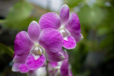 Close-up of pink orchids