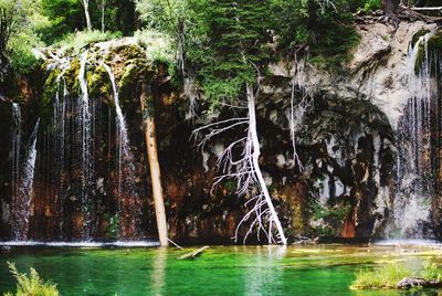 River flowing through trees