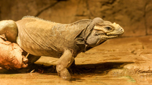 Close-up of a lizard