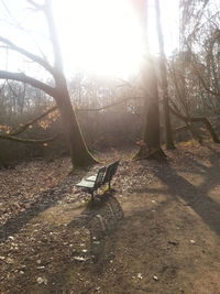 Trees in sunlight
