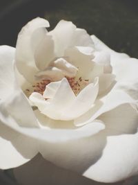 Close-up of white flower