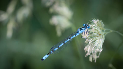 Close-up of damselfly on plant