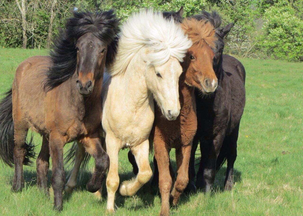 Icelandic horse