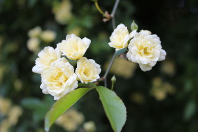 Close-up of white flowering plant