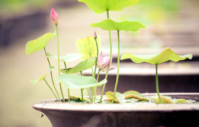 Close-up of lotus plants growing in container