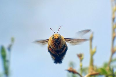 Close-up of butterfly on flower