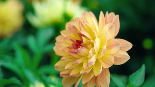 Close-up of yellow flower