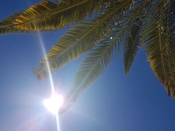 Low angle view of palm tree leaves against bright sun