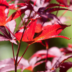 Close-up of maple leaves on branch