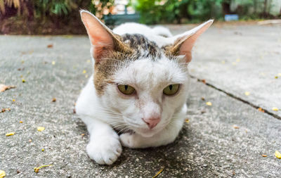 Close-up of cat lying on street