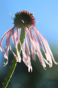 Close-up of flowering plant against sky